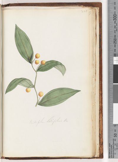 Página 228. Eustrephus latifolius Br. Baya de wombat de Unknown artist