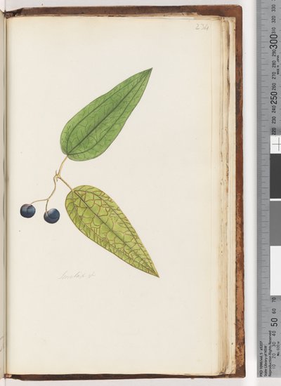 Página 234. Smilax sp Sarsaparilla Dulce de Unknown artist