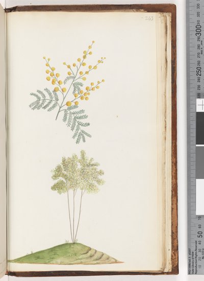 Página 243. Planta con flores no identificada de Unknown artist