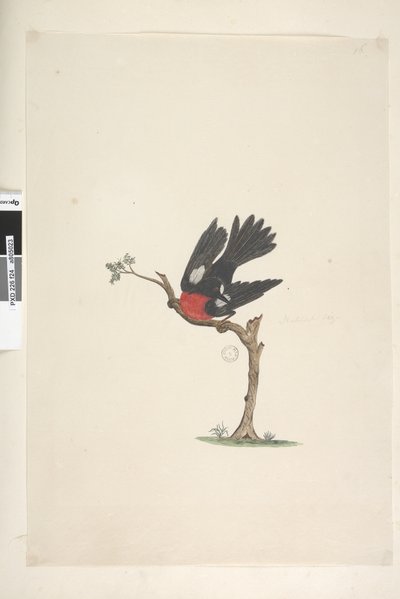 Página 24. Tamaño natural Petirrojo Escarlata Petroica multicolor, macho, Isla Norfolk, 1791-92 de Unknown artist