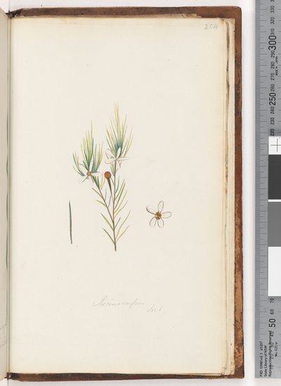 Página 254. Ricinocarpus / ?? de Unknown artist