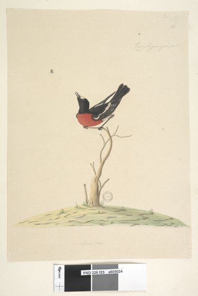 Petirrojo Escarlata de Unknown artist
