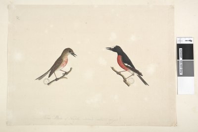 Página 26. Dos pájaros de la Isla Norfolk de Unknown artist