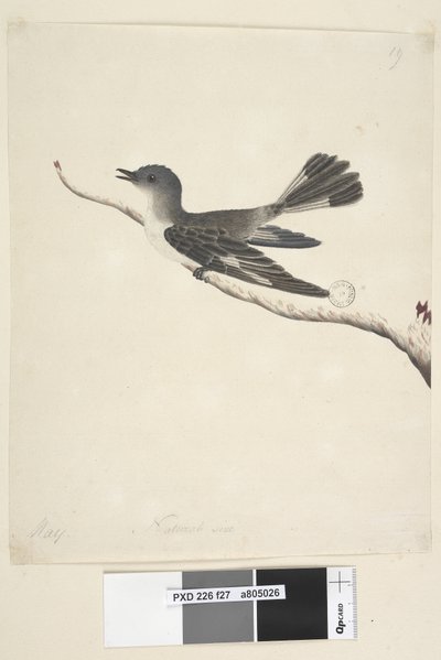 Página 27. Mayo. Tamaño natural. Hooded Robin, hembra Melanodryas cucullata, 1791-92 de Unknown artist