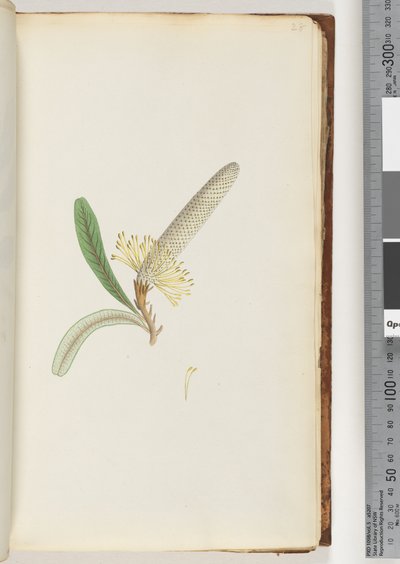 Página 28. Planta con flores, "una enredadera" de Unknown artist