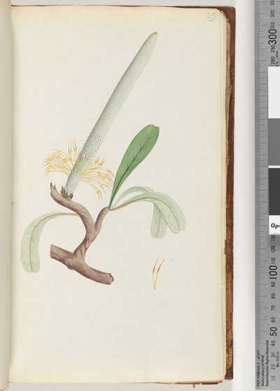 Página 29. Banksia costera de Unknown artist