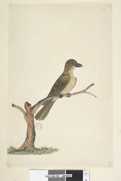 Página 30. ...? Mirlo de la Isla Norfolk? Aplonis fuscus, hembra, 1791-92 de Unknown artist