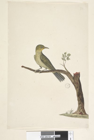 Página 31....? Delgado, Pico Blanco, Ojo Zosterops tenuirostris, 1791-92 de Unknown artist