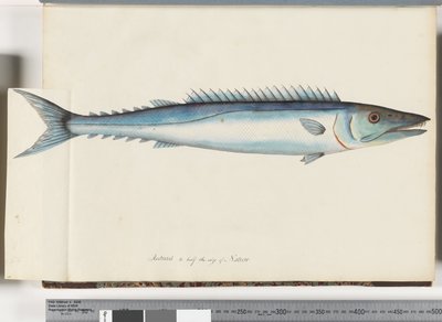 Página 32. Barracouta de Unknown artist