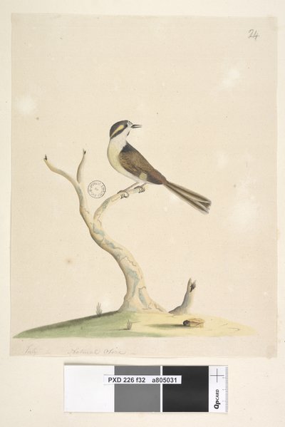 Página 32. No identificado. Julio, tamaño natural. Para notas sobre intentos de identificar este pájaro ver Hindwood, K. A. Las pinturas de aves de Sídney en el Zoologista Australiano, v.XIII, parte 2, agosto, 1965, p. 86 de Unknown artist
