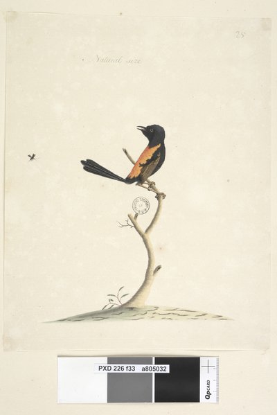 Página 33. Tamaño natural. Reyezuelo de espalda roja Malurus melanocephalus macho, 1791-92 de Unknown artist