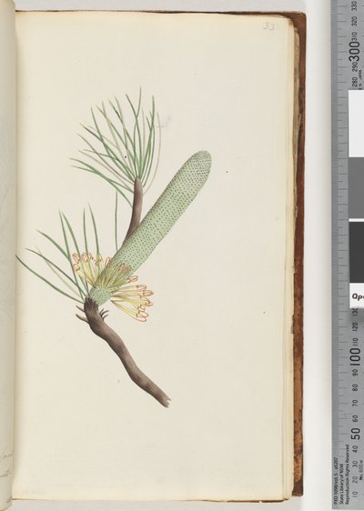 Página 33. Planta, Banksia spinulosa de Unknown artist