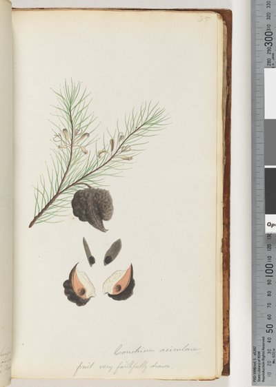 Página 35. Conchium aciculare / Fruta muy fielmente dibujada. Arbusto de Aguja Peluda de Unknown artist