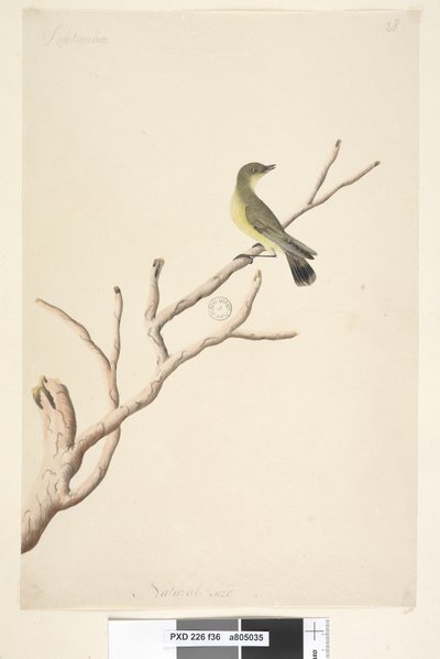 Página 36. Septiembre. Tamaño natural. Yellow Thornbill Acanthiza nana, 1791-92 de Unknown artist