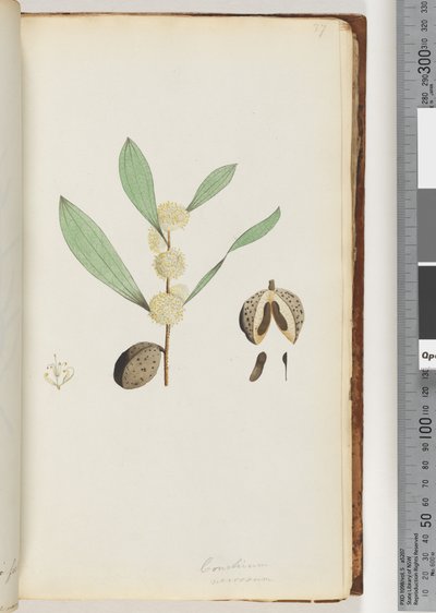 Página 37. Conchium nervosum de Unknown artist