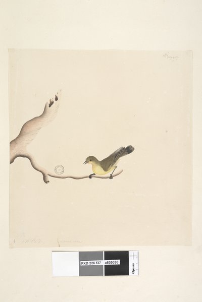 Página 37. Octubre. Tamaño natural Espina Amarilla Acanthiza nana, 1791-92 de Unknown artist