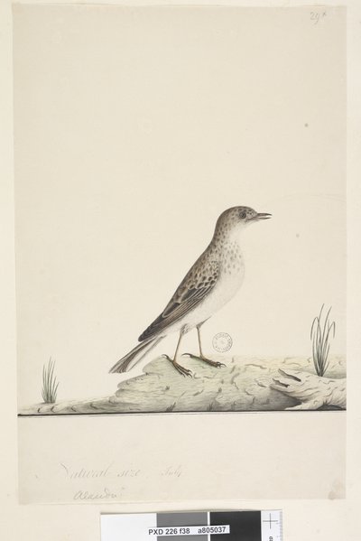 Página 38. Alundu? sobre el título en otra mano Tamaño natural, Julio Pipit Anthus australis, 1791-92 de Unknown artist