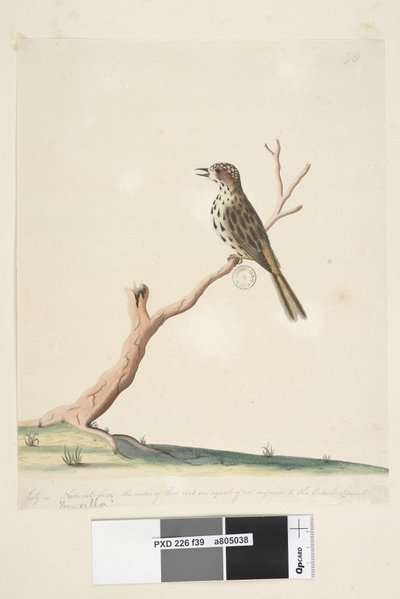 Página 39. Fringilla. a lo largo del borde inferior en otra mano julio, tamaño natural. Las notas de este pájaro son iguales si no superiores al Jilguero Inglés Silbador Moteado Chthonicola sagittata, 1791-92 de Unknown artist
