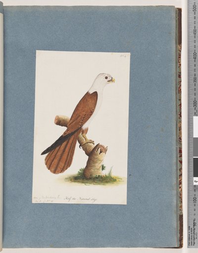 Página 39. Águila marina de espalda roja. Variedad de águila de Pondicherry de Unknown artist