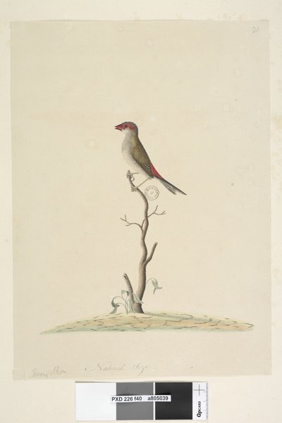 Página 40. Fringilla. Tamaño natural Pinzón de ceja roja Neochmia temporalis Aegintha temporalis, 1791-92 de Unknown artist