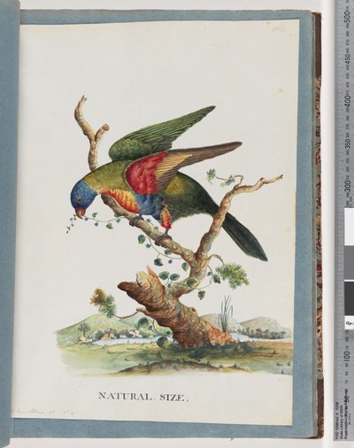 Página 40. Loro arcoíris. Ps. Haematodus. Loro de pecho rojo o vientre azul de Unknown artist