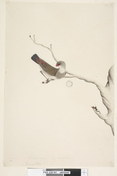 Página 41. Fringilla. tamaño natural. Diamante de cola de fuego Stagonopleura guttata, inmaduro, 1791-92 de Unknown artist