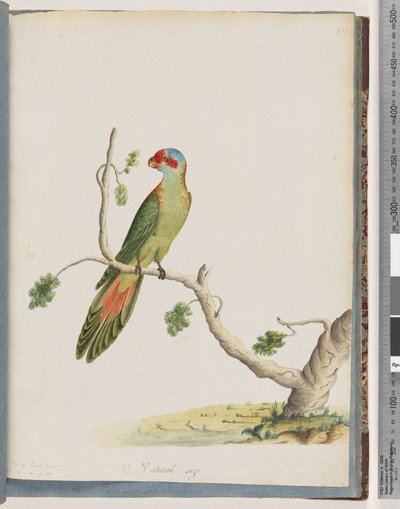 Página 41. Lorito almizclero de Unknown artist