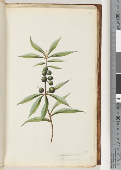 Página 41. Schraderia? / Persoonia de Unknown artist