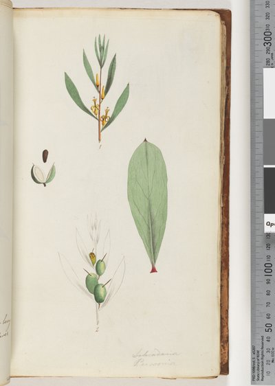 Página 42. Schraderia / Persoonia de Unknown artist