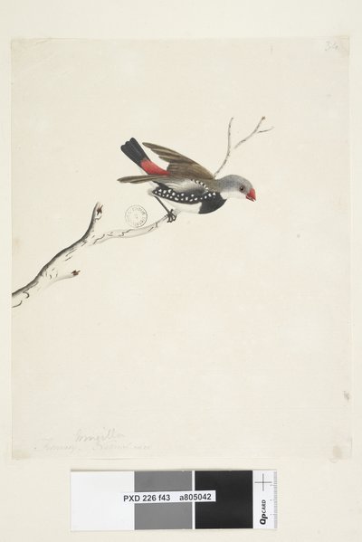 Página 43. Fringilla. debajo del título en diferente mano febrero. Tamaño natural Diamante de cola de fuego Stagonopleura guttata, 1791-92 de Unknown artist