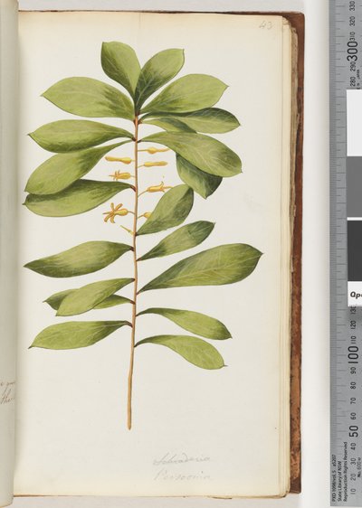 Página 43. Schraderia / Persoonia de Unknown artist