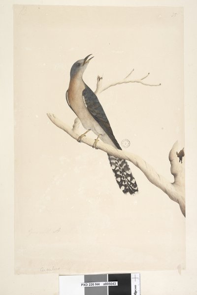 Página 44. Cuculus. sobre el título, en diferente mano Tamaño natural. en la esquina superior izquierda en tercera mano B y en la esquina inferior izquierda Va con A es decir, f.45 Cuco de cola de abanico Cacomantis pyrrhophanus, macho, 1791-92 de Unknown artist