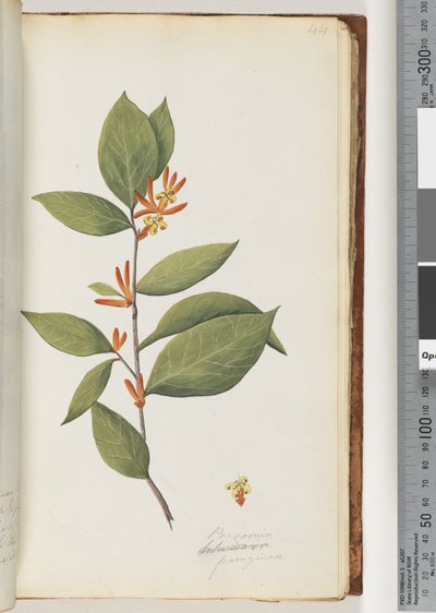 Página 44. Persoonia / Schraderia ferruginea de Unknown artist