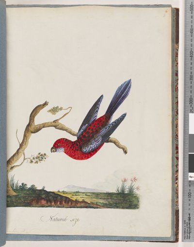 Página 45. Rosella Carmesí. Loro Pennantian de Unknown artist