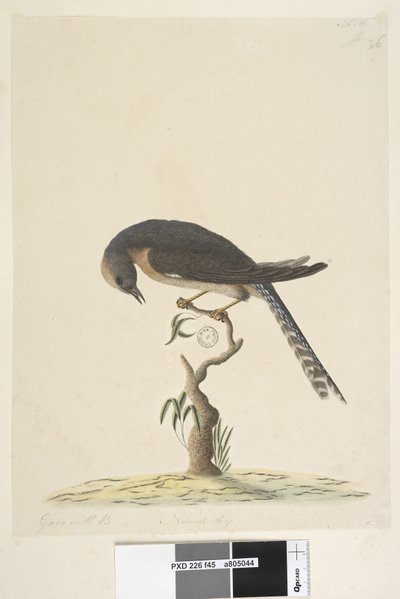 Página 45. Tamaño natural. en la esquina superior derecha en diferente mano A en la esquina inferior izquierda Va con B es decir, f.44 Cuco de cola de abanico Cacomantis pyrrhophanus, 1791-92 de Unknown artist