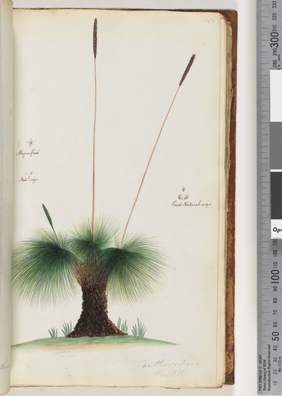 Página 45. Xanthorrhoea Hastile. Árbol de Hierba Ampliado. Tamaño Natural. Semilla Tamaño Natural de Unknown artist