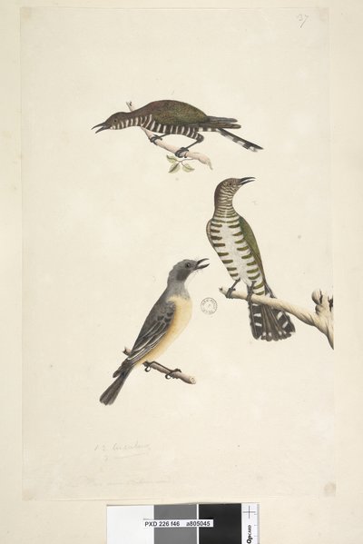 Página 46. Cuculus. tamaño natural. Los dos pájaros superiores son cucos de bronce dorado, el tercero es un silbador rufo Lamprococcyx plagosus Chrysococcyx lucidis, 1791-92 de Unknown artist