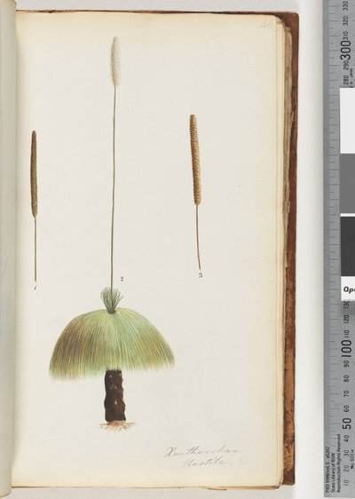 Página 46. Xanthorrhoea Hastile Árbol de hierba de Unknown artist