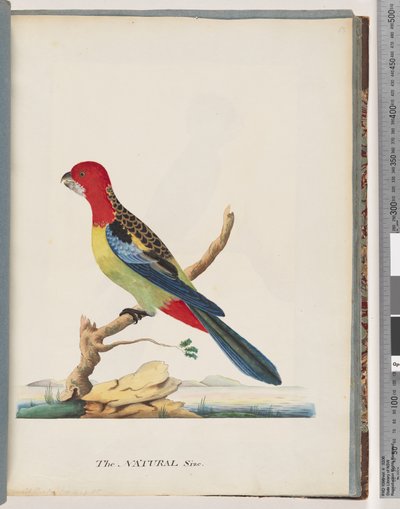 Página 47. Rosella Oriental. Loro Non pareil de Unknown artist