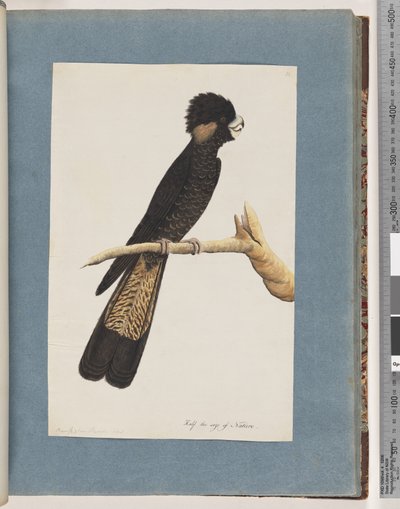 Página 48. Cacatúa negra de cola amarilla. Loro de Banks de Unknown artist