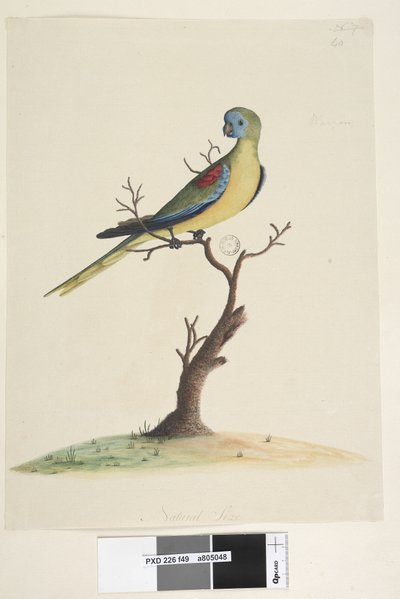 Perico Turquesa de Unknown artist