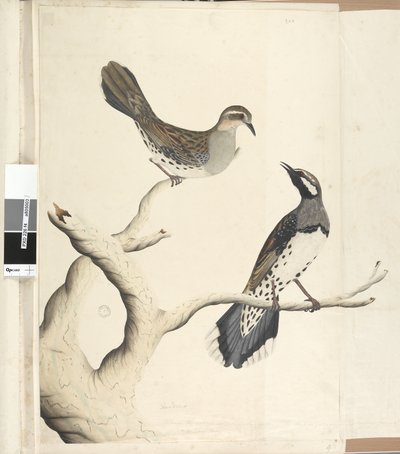 Página 4. Turdus. en una mano diferente Dibujado al tamaño natural siendo los únicos dos de su tipo vistos en la Colonia, junio de 1792 Tordo Quail Manchado Cinclosoma punctatum de Unknown artist