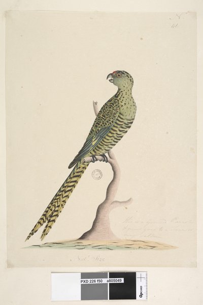 Página 50. Este es un loro terrestre y nunca sube a un árbol o muy raramente. tamaño natural. Loro terrestre Pezoporus wallicus, 1791-92 de Unknown artist