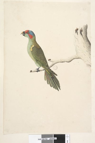 Página 52. Tamaño natural Lorito almizclero Glossopsitta concinna, 1791-92 de Unknown artist
