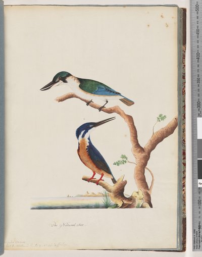 Página 53. 1. Martín pescador sagrado. Alcedo sacra 2. Martín pescador azur. Martín pescador de N. Holanda de 2 y 3 dedos de Unknown artist