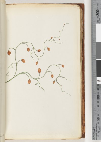 Página 53. Una enredadera que corre a lo largo de siete u ocho yardas y se encuentra mayormente entrelazada alrededor de plantas y arbustos, etc. de Unknown artist