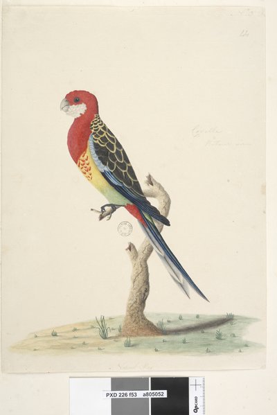 Página 53. Corella. Tamaño natural Rosella Oriental Platycercus eximius, 1791-92 de Unknown artist