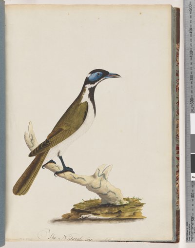 Página 54. Mielero de cara azul. Merops cyanoris. Zorzal de mejillas azules de Unknown artist