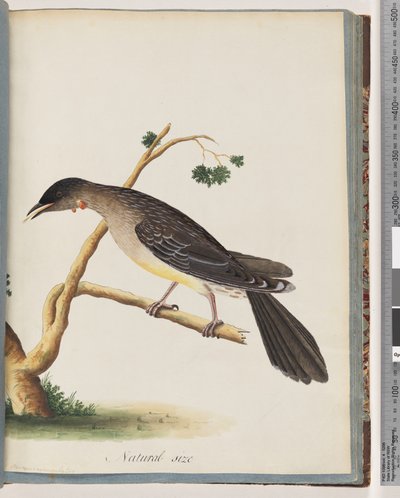 Página 55. Pájaro Wattle Rojo. Merops carunculatus de Unknown artist
