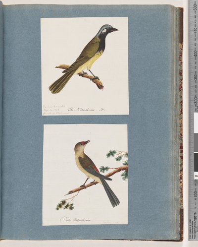 Página 56. Pájaro no identificado. Turdus leucotis. 57. Pinzón de ceja roja. Turdus nuevo de Unknown artist